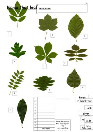 Name that leaf   TEAM NAME:




7
                              2
                                                              8




        9
                                            6
                    1




                                                         10
                         3
        4

            1                                          horse
            2                                         chestnut
                                                        blackthor
            3
            4                                                      ash
                                                                  beec
                                                                   oak
    5       5
            6                                             silver
            7
                                                             Dog
            8                                            sycamor
                                  Place the correct         elde
            9
                                  tree name against
            10                           the
                                                            birc
                   ANSWERS          corresponding        hawthor
                                     number that
 