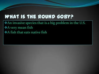 Round Goby Problem Round goby.pptxwill | PPTX