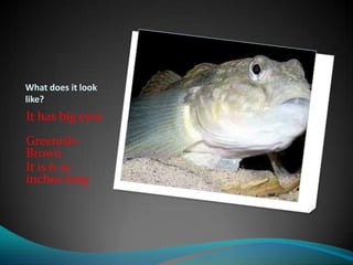 Round Goby Problem Round goby.pptxwill | PPTX
