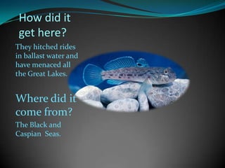 Round Goby Problem Round goby.pptxwill | PPTX