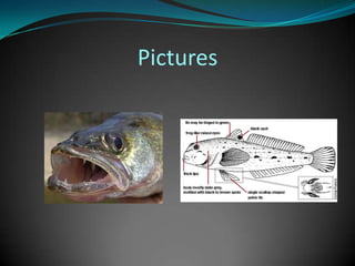 Round Goby Problem Round goby.pptxwill | PPTX