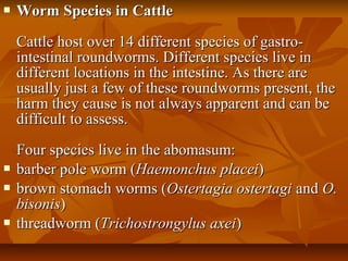  Worm Species in CattleWorm Species in Cattle
Cattle host over 14 different species of gastro-Cattle host over 14 different species of gastro-
intestinal roundworms. Different species live inintestinal roundworms. Different species live in
different locations in the intestine. As there aredifferent locations in the intestine. As there are
usually just a few of these roundworms present, theusually just a few of these roundworms present, the
harm they cause is not always apparent and can beharm they cause is not always apparent and can be
difficult to assess.difficult to assess.
Four species live in the abomasum:Four species live in the abomasum:
 barber pole worm (barber pole worm (Haemonchus placeiHaemonchus placei))
 brown stomach worms (brown stomach worms (Ostertagia ostertagiOstertagia ostertagi andand O.O.
bisonisbisonis))
 threadworm (threadworm (Trichostrongylus axeiTrichostrongylus axei))
 