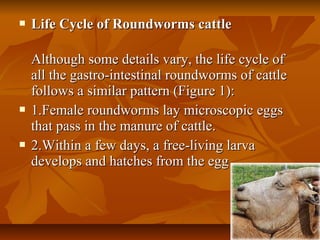  Life Cycle of Roundworms cattleLife Cycle of Roundworms cattle
Although some details vary, the life cycle ofAlthough some details vary, the life cycle of
all the gastro-intestinal roundworms of cattleall the gastro-intestinal roundworms of cattle
follows a similar pattern (Figure 1):follows a similar pattern (Figure 1):
 1.Female roundworms lay microscopic eggs1.Female roundworms lay microscopic eggs
that pass in the manure of cattle.that pass in the manure of cattle.
 2.Within a few days, a free-living larva2.Within a few days, a free-living larva
develops and hatches from the eggdevelops and hatches from the egg
 