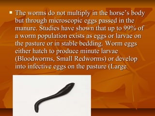  The worms do not multiply in the horse’s bodyThe worms do not multiply in the horse’s body
but through microscopic eggs passed in thebut through microscopic eggs passed in the
manure. Studies have shown that up to 99% ofmanure. Studies have shown that up to 99% of
a worm population exists as eggs or larvae ona worm population exists as eggs or larvae on
the pasture or in stable bedding. Worm eggsthe pasture or in stable bedding. Worm eggs
either hatch to produce minute larvaeeither hatch to produce minute larvae
(Bloodworms, Small Redworms) or develop(Bloodworms, Small Redworms) or develop
into infective eggs on the pasture (Largeinto infective eggs on the pasture (Large
 