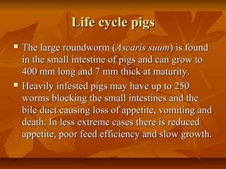 Life cycle pigsLife cycle pigs
 The large roundworm (The large roundworm (Ascaris suumAscaris suum) is found) is found
in the small intestine of pigs and can grow toin the small intestine of pigs and can grow to
400 mm long and 7 mm thick at maturity.400 mm long and 7 mm thick at maturity.
 Heavily infested pigs may have up to 250Heavily infested pigs may have up to 250
worms blocking the small intestines and theworms blocking the small intestines and the
bile duct causing loss of appetite, vomiting andbile duct causing loss of appetite, vomiting and
death. In less extreme cases there is reduceddeath. In less extreme cases there is reduced
appetite, poor feed efficiency and slow growth.appetite, poor feed efficiency and slow growth.
 