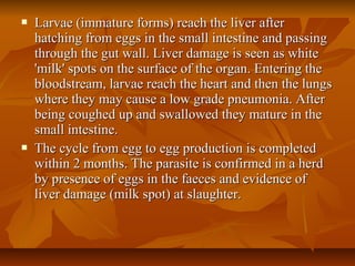  Larvae (immature forms) reach the liver afterLarvae (immature forms) reach the liver after
hatching from eggs in the small intestine and passinghatching from eggs in the small intestine and passing
through the gut wall. Liver damage is seen as whitethrough the gut wall. Liver damage is seen as white
'milk' spots on the surface of the organ. Entering the'milk' spots on the surface of the organ. Entering the
bloodstream, larvae reach the heart and then the lungsbloodstream, larvae reach the heart and then the lungs
where they may cause a low grade pneumonia. Afterwhere they may cause a low grade pneumonia. After
being coughed up and swallowed they mature in thebeing coughed up and swallowed they mature in the
small intestine.small intestine.
 The cycle from egg to egg production is completedThe cycle from egg to egg production is completed
within 2 months. The parasite is confirmed in a herdwithin 2 months. The parasite is confirmed in a herd
by presence of eggs in the faeces and evidence ofby presence of eggs in the faeces and evidence of
liver damage (milk spot) at slaughter.liver damage (milk spot) at slaughter.
 