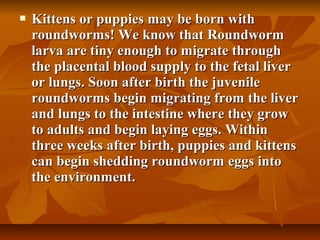  Kittens or puppies may be born withKittens or puppies may be born with
roundworms! We know that Roundwormroundworms! We know that Roundworm
larva are tiny enough to migrate throughlarva are tiny enough to migrate through
the placental blood supply to the fetal liverthe placental blood supply to the fetal liver
or lungs. Soon after birth the juvenileor lungs. Soon after birth the juvenile
roundworms begin migrating from the liverroundworms begin migrating from the liver
and lungs to the intestine where they growand lungs to the intestine where they grow
to adults and begin laying eggs. Withinto adults and begin laying eggs. Within
three weeks after birth, puppies and kittensthree weeks after birth, puppies and kittens
can begin shedding roundworm eggs intocan begin shedding roundworm eggs into
the environment.the environment.
 
