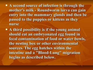  A second source of infection is through theA second source of infection is through the
mother's milk - Roundworm larva can gainmother's milk - Roundworm larva can gain
entry into the mammary glands and then beentry into the mammary glands and then be
passed to the puppies or kittens as theypassed to the puppies or kittens as they
nursenurse
 A third possibility is if the young animalA third possibility is if the young animal
should eat an embryonated egg found inshould eat an embryonated egg found in
fecal contamination of food or water bowls,fecal contamination of food or water bowls,
the nesting box or other environmentalthe nesting box or other environmental
sources. The egg hatches within thesources. The egg hatches within the
intestine and a "Blood-Lung" migrationintestine and a "Blood-Lung" migration
begins as described below.begins as described below.
 