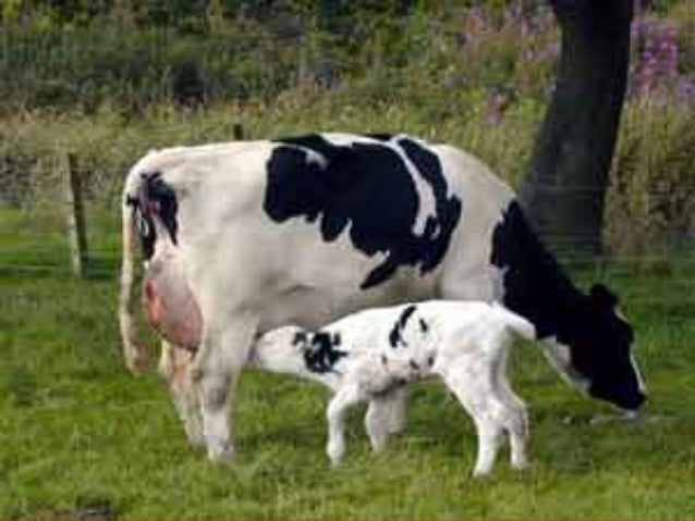 round worm in cattle