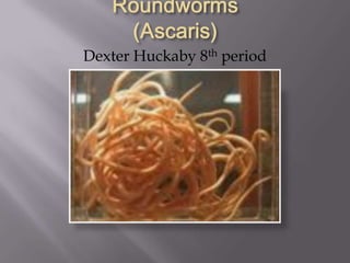 Roundworms (Ascaris) Dexter Huckaby 8th period 