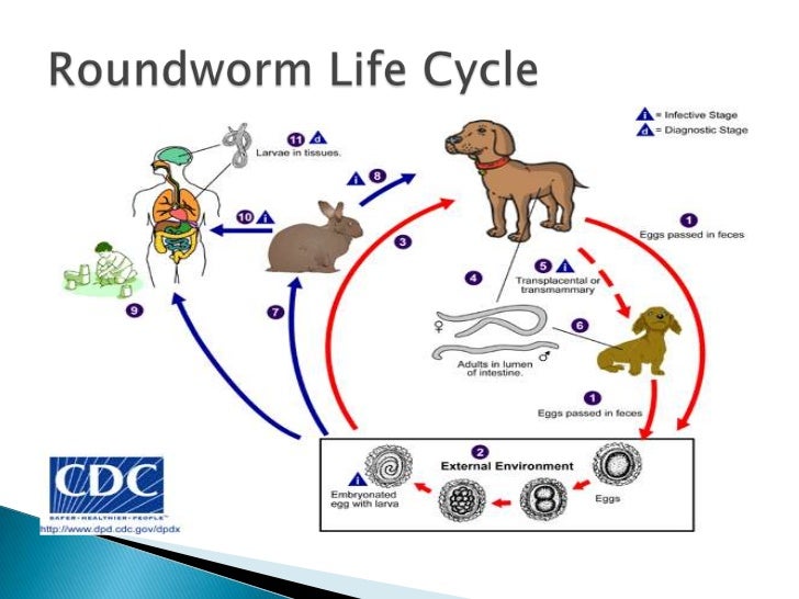 Can Roundworms Cause Vomiting In Dogs Can Roundworms Cause Vomiting In Dogs