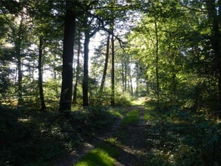 Les secondes 5 à Ermenonville avec Rousseau