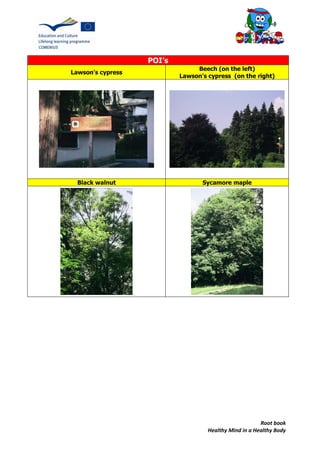 Root book
Healthy Mind in a Healthy Body
POI’s
Lawson's cypress
Beech (on the left)
Lawson's cypress (on the right)
Black walnut Sycamore maple
 