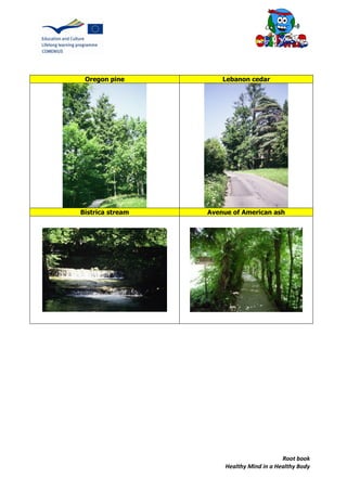 Root book
Healthy Mind in a Healthy Body
Oregon pine Lebanon cedar
Bistrica stream Avenue of American ash
 