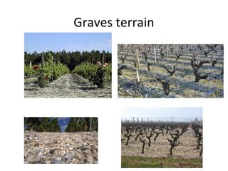 Graves terrain