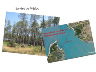 Landes du Médoc