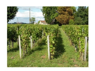 Les routes du vin de Bordeaux