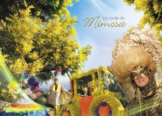 La route du
Mimosa
 