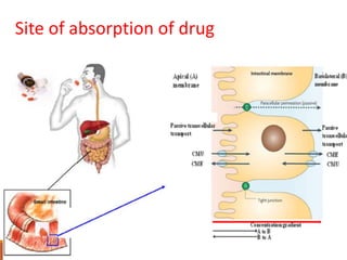 routeofdrugadmpptkalpanatiwarimscmedpharma class.pptx