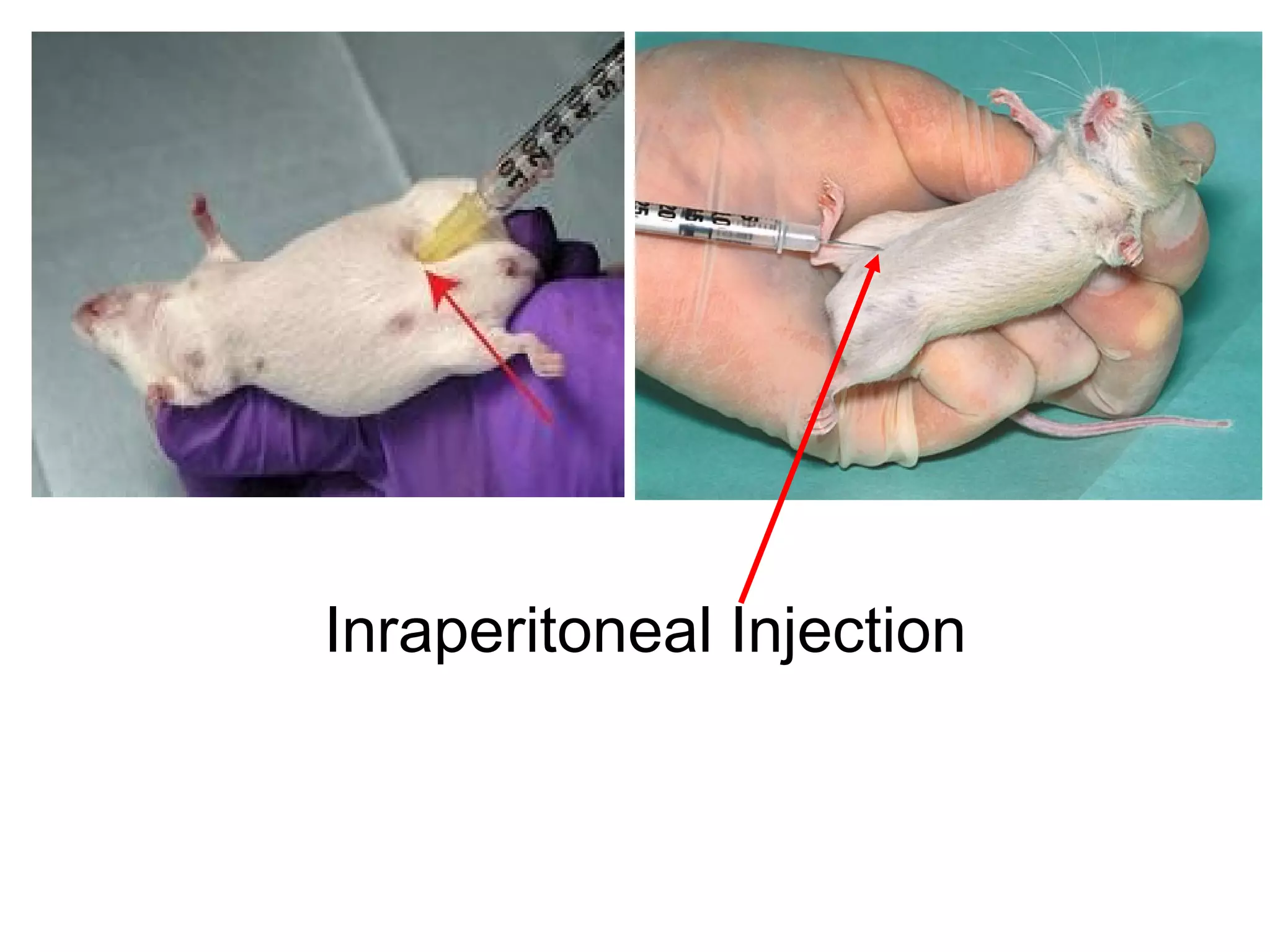 Inraperitoneal Injection
 