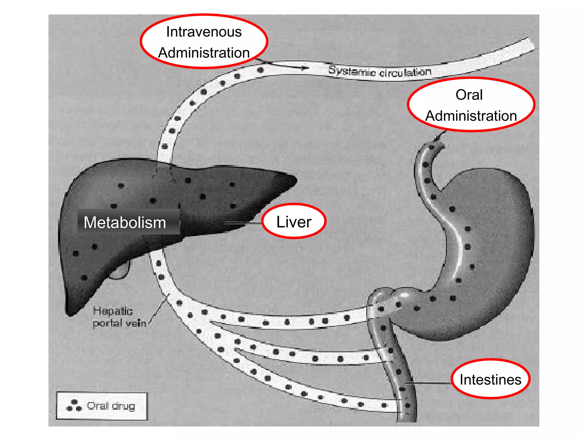 Intravenous
Administration
Oral
Administration

Metabolism

Liver

Intestines

 