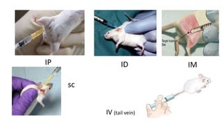 Mouse Icv Injection Position routes of administration in laboratory rat & mice | PPTX