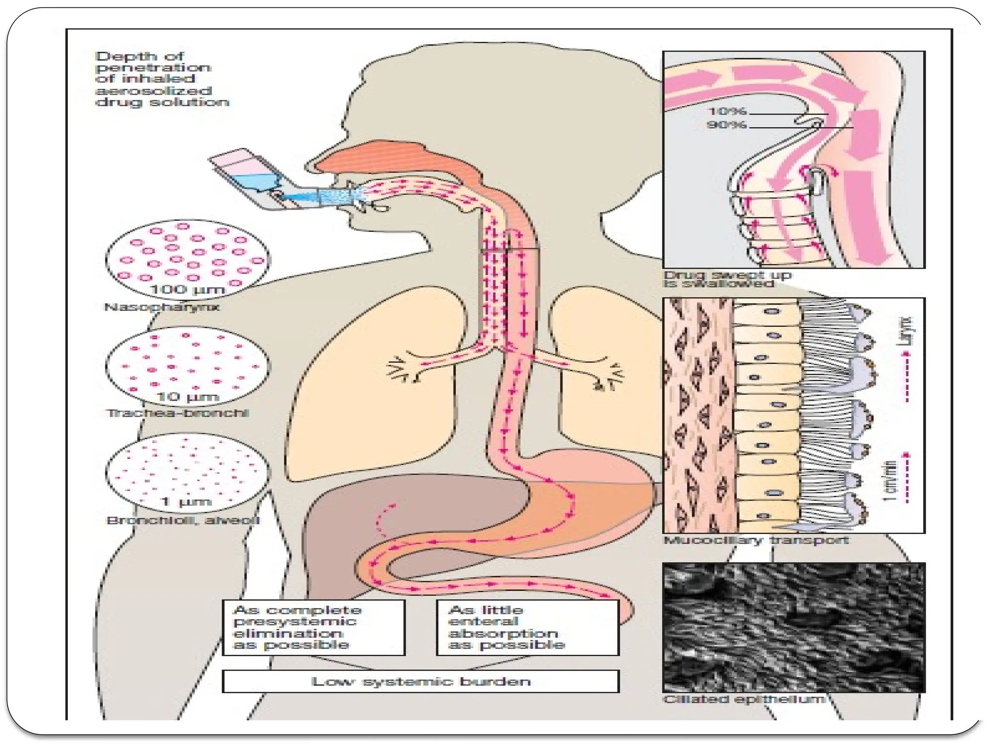 ROUTES OF DRUG ADMINISTRATION pharmacology | PPTX