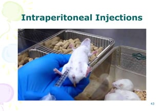 Intraperitoneal Injection Method Routes of Drug Administration.ppt