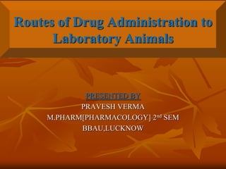 Routes of Drug Administration to Laboratory Animals PRESENTED BY PRAVESH VERMA M.PHARM[PHARMACOLOGY] 2nd SEM BBAU,LUCKNOW 