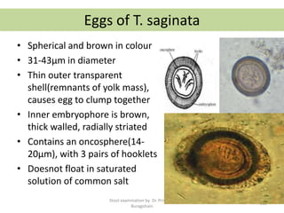 Eggs of T. saginata
• Spherical and brown in colour
• 31-43µm in diameter
• Thin outer transparent
shell(remnants of yolk mass),
causes egg to clump together
• Inner embryophore is brown,
thick walled, radially striated
• Contains an oncosphere(14-
20µm), with 3 pairs of hooklets
• Doesnot float in saturated
solution of common salt
Stool examination by Dr. Priyanka
Buragohain
105
 