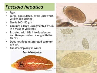 Fasciola hepatica
• Eggs
• Large, operculated, ovoid , brownish
yellow(bile stained)
• Size is 140× 80 µm
• Contains a large unsegmentad ovum
in a mass of yolk cells
• Excreted with bile into duodenum
and then passed out along with the
faeces
• Does not float in saturated common
salt sol.
• Can develop only in water
Stool examination by Dr. Priyanka
Buragohain
111
 