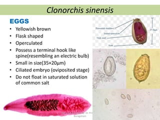 Clonorchis sinensis
EGGS
• Yellowish brown
• Flask shaped
• Operculated
• Possess a terminal hook like
spine(resembling an electric bulb)
• Small in size(35×20µm)
• Ciliated embryo (oviposited stage)
• Do not float in saturated solution
of common salt
Stool examination by Dr. Priyanka
Buragohain
113
 