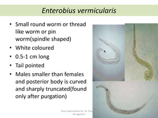 Enterobius vermicularis
• Small round worm or thread
like worm or pin
worm(spindle shaped)
• White coloured
• 0.5-1 cm long
• Tail pointed
• Males smaller than females
and posterior body is curved
and sharply truncated(found
only after purgation)
Stool examination by Dr. Priyanka
Buragohain
117
 
