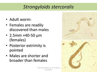 Strongyloids stercoralis
• Adult worm:
• Females are readily
discovered than males
• 2.5mm ×40-50 µm
(females)
• Posterior extrimity is
pointed
• Males are shorter and
broader than females
Stool examination by Dr. Priyanka
Buragohain
123
 