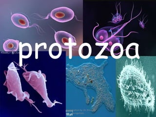 Stool examination by Dr. Priyanka
Buragohain
83
protozoa
 
