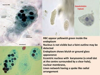 Stool examination by Dr. Priyanka
Buragohain
85
RBC appear yellowish green inside the
endoplasm
Nucleus is not visible but a faint outline may be
detected
Endoplasm shows bluish or ground glass
appearance
Eccentric nucleus with karyosome (a small dot
at the centre surrounded by a clear halo),
nuclear membrane,
Linen network having a spoke like radial
arrangement
 
