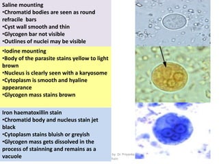 Stool examination by Dr. Priyanka
Buragohain
88
•Iodine mounting
•Body of the parasite stains yellow to light
brown
•Nucleus is clearly seen with a karyosome
•Cytoplasm is smooth and hyaline
appearance
•Glycogen mass stains brown
Saline mounting
•Chromatid bodies are seen as round
refracile bars
•Cyst wall smooth and thin
•Glycogen bar not visible
•Outlines of nuclei may be visible
Iron haematoxillin stain
•Chromatid body and nucleus stain jet
black
•Cytoplasm stains bluish or greyish
•Glycogen mass gets dissolved in the
process of stainning and remains as a
vacuole
 