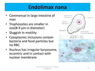Endolimax nana
• Commensal in large intestine of
man
• Trophozoites are smaller in
size(8-9 µm in diameter)
• Sluggish in motility
• Cytoplasmic inclusions contain
bacteria and food particles but
no RBC
• Nucleus has irregular karyosome,
eccentric and in contact with
nuclear membrane
Stool examination by Dr. Priyanka
Buragohain
91
 