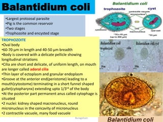 Stool examination by Dr. Priyanka
Buragohain
96
Balantidium coli
•Largest protozoal parasite
•Pig is the common reservoir
•Two stages
•Trophozoite and encysted stage
TROPHOZOITE
•Oval body
•60-70 µm in length and 40-50 µm breadth
•Body is covered with a delicate pellicle showing
longitudinal striations
•Cilia are short and delicate, of uniform length, on mouth
are longer called adoral cilia
•Thin layer of ectoplasm and granular endoplasm
•Groove at the anterior end(peristome) leading to a
mouth(cytostome) terminating in a short funnel shaped
gullet(cytopharynx) extending upto 1/3rd of the body
•At the posterior part permanent anus called cytophage is
situated
•2 nuclei: kidney shaped macronucleus, round
micronucleus in the concavity of micronucleus
•2 contractile vacuole, many food vacuole
 