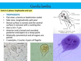 Giardia lambia
• TROPHOZOITE
• Flat view: a tennis or badminton racket
• Side view: longitudinally split pear
• Dorsal surface is convex and the ventral
surface in concave with a sucking disc
• Size is 14 × 7 µm
• Anterior end is broad and rounded,
posterior end tapers to a sharp point
• Bilaterally symmetrical and all organs are
paired.
• 2 axostyles, 2 nuclei, 4 pairs of flagella
Stool examination by Dr. Priyanka
Buragohain
98
Exist in 2 phase: trophozoite and cyst
 
