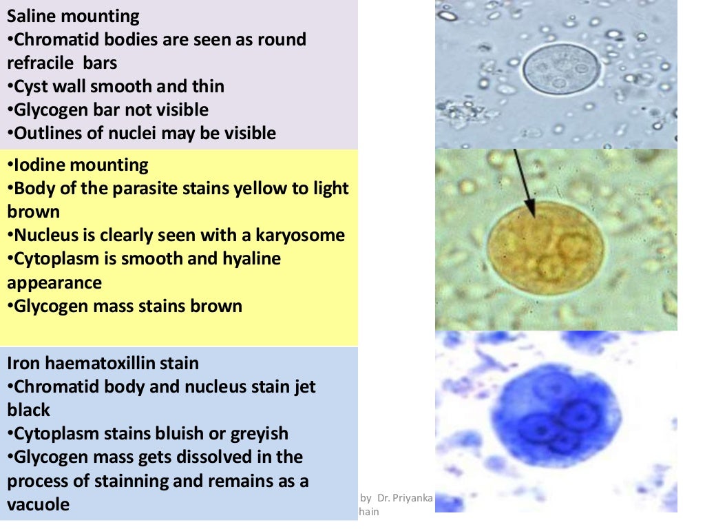 Routine examination of stool