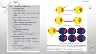 Routine histopathology techniques and staining [Autosaved].pptx