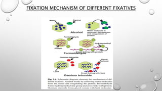 Routine histopathology techniques and staining [Autosaved].pptx