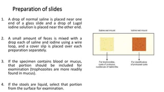 Preparation of slides
1. A drop of normal saline is placed near one
end of a glass slide and a drop of Lugol
iodine solution is placed near the other end.
2. A small amount of feces is mixed with a
drop each of saline and iodine using a wire
loop, and a cover slip is placed over each
preparation separately.
3. If the specimen contains blood or mucus,
that portion should be included for
examination (trophozoites are more readily
found in mucus).
4. If the stools are liquid, select that portion
from the surface for examination.
 