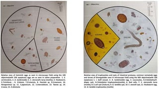 Relative sizes of trophozoites and cysts of intestinal protozoa, common nematode eggs
and larvae of Strongyloides seen in microscope Field using the 40X objective(with 10X
eyepieces) 1. I. belli oocyst, 2. A. lumbricoides egg, 3. Leucocytes, 4.E.histolytica/E.
dispar cyst, 5.E.histolytica trophozoites(motile), 6. Red cells, 7. S. stercoralis larva
(motile), 8. E.coli cyst (mature), 9. G. lamblia cyst, 10. C. mesnili cyst, 11. Hookworm egg,
12. G. lamblia trophozoites (motile)
Relative sizes of helminth eggs as seen in microscope Field using the 10X
objective(with 10X eyepieces) eggs are as seen in saline preparation 1. E.
vermicularis, 2. A. lumbricoides 3. S. stercoralis larva (motile), 4. Hookworm,
5.T.trichiura, , 6. D.latum, 7.O.sinensis, 8. Fasciola sp, 9.S.mansoni, 10.
Paragonimus sp, 11. S.japonicum, 12. S.intercalatum, 13. Taenia sp, 14.
V.nana, 15. H.dimineta
 