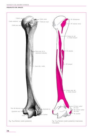libro de rouviere anatomía humana tomo 3 | PDF