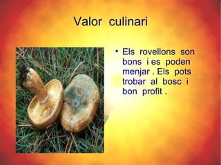 El Rovello Rovelló | PPT
