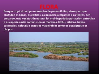 Bosque tropical de tipo monzónico de perennifolias, denso, no que
abOndan as lianas, os epÍfitos, as palmeiras colgantes e os fentos. Sen
embargo, esta vexetación natural foi moi degradada por acción antrópica,
e as especies máis comúns son as moreiras, litchis, cítricos, hevea,
cacaotales, cafetais e especies madeirables como os eucaliptos e os
chopos.
FLORA
 