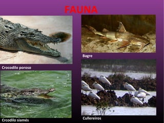 FAUNA
Crocodilo poroso
Crcodilo siamés
Bagre
Cullereiros
 