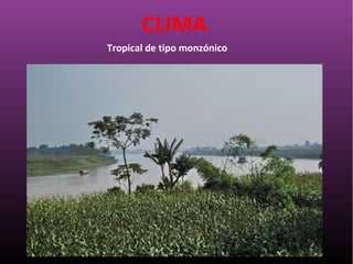 Tropical de tipo monzónico
CLIMA
 